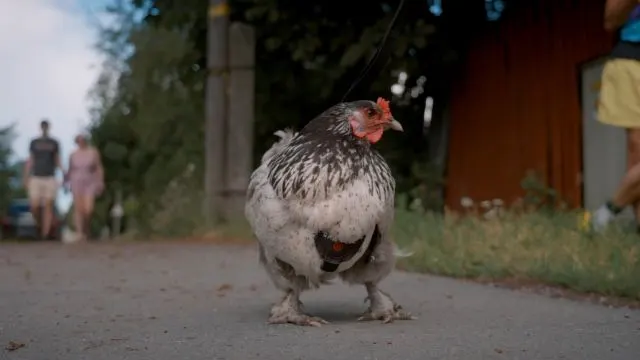 Suled või glamuur (2023)