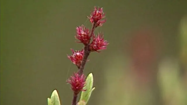Terra silvestris (2002)