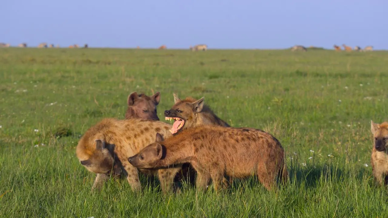 Aafrika suurliigid