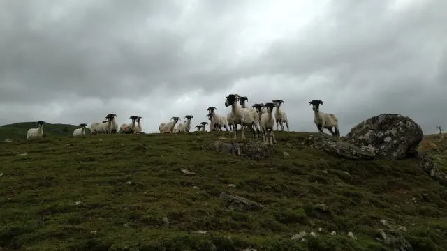 Minut ja lammas (2013)