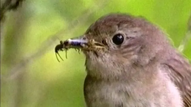 Ööbiku saladus (2000)