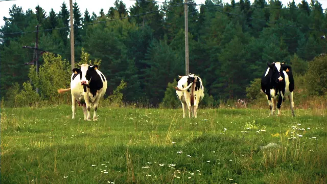 Piimariik (2013)